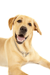 Image showing Labrador dog