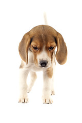 Image showing Beagle puppy