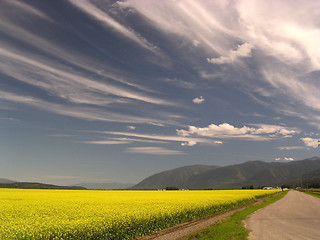 Image showing canola field and windswept sky