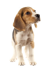 Image showing sad little beagle