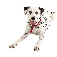 Image showing seated dalmatian female