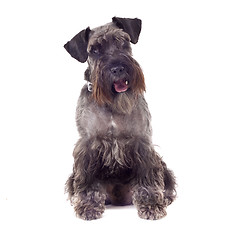 Image showing small curious Schnauzer