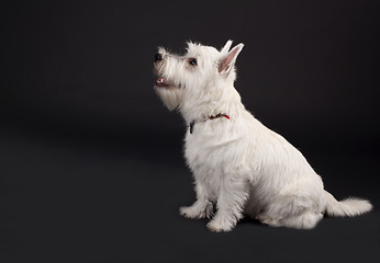 Image showing westie looking at something