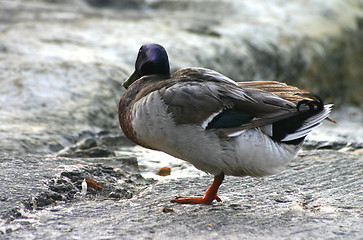 Image showing A lonely duck with a short DOF on a rock on the beach