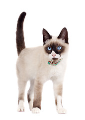 Image showing Siamese cat standing