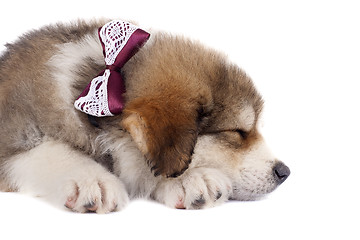 Image showing sleeping cutie