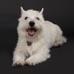 Image showing westie with mouth open