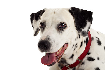 Image showing Dalmatian puppy portrait