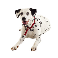 Image showing seated dalmatian