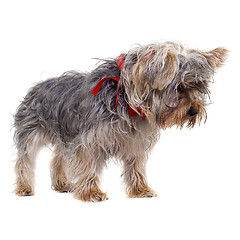 Image showing  curious yorkshire terrier