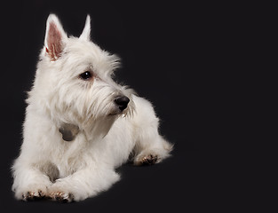 Image showing westie looking to a side