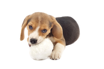 Image showing  puppy chewing on a fur ball