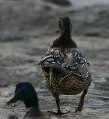 Image showing Lost love between 2 ducks :)