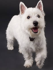 Image showing curious westie