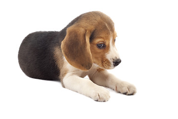 Image showing sad beagle puppy 