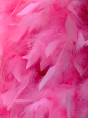 Image showing Pink feathers