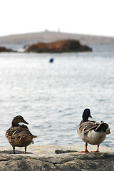 Image showing Two ducks enjoying the view....