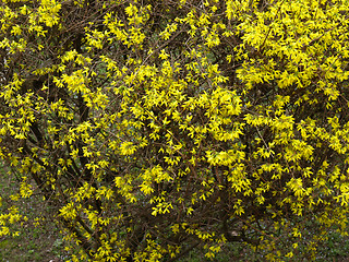 Image showing Forsythia flowers