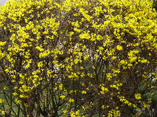 Image showing Forsythia flowers