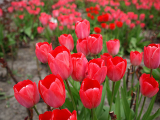 Image showing Tulips