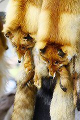 Image showing Fox Fur