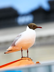 Image showing Seagull