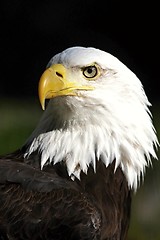 Image showing Eagle