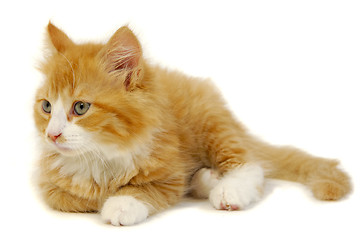 Image showing Kitten