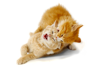 Image showing Fighting kittens