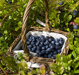 Image showing Blueberry basket