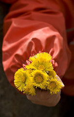 Image showing Spring flowers