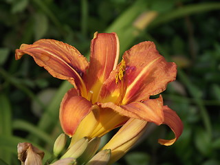 Image showing Dying flower