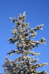 Image showing fir tree