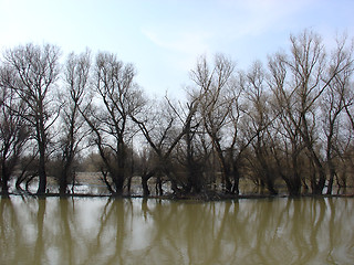 Image showing Trees Reflection