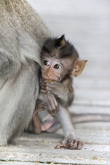 Image showing Macaque monkey 