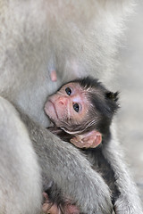 Image showing Macaque monkey 