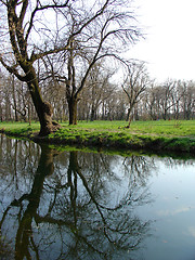 Image showing Reflection Of A Tree
