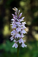 Image showing Dactylorhiza maculata, Heath Spotted Orchid