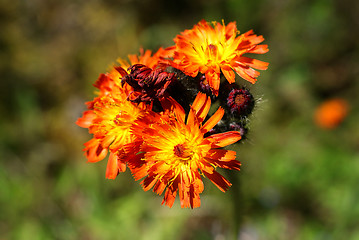 Image showing Pilosella aurantiaca, Orange Hawkweed