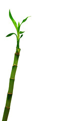 Image showing Lucky Bamboo (Dracaena sanderiana)