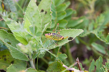 Image showing striped grasshopper on a green leaf
