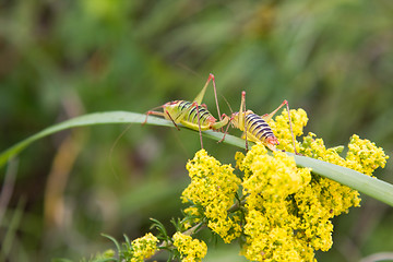 Image showing Two grasshoppers on a broad blade of grass