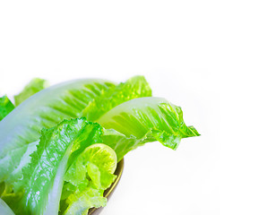 Image showing  fresh lettuce