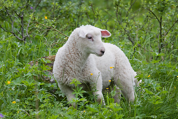 Image showing lamb in green bushes