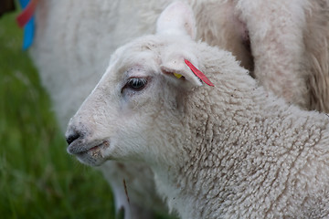 Image showing lambs head