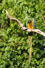 Image showing Blue-and-yellow macaw