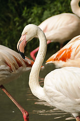 Image showing Greater Flamingo