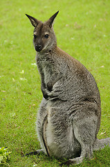 Image showing Red-necked wallaby (Bennett's wallaby)