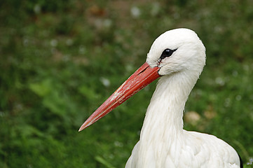 Image showing White stork