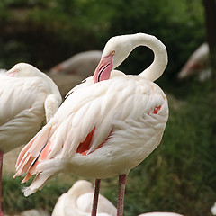 Image showing White flamingo